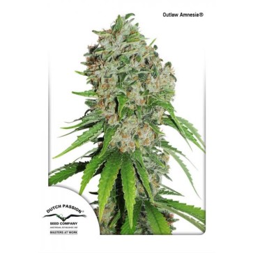 Outlaw Amnesia Feminised Cannabis Seeds