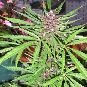 Семена конопли Purple#1 Feminised