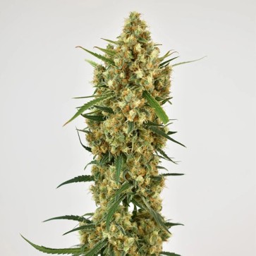 Snow Bud Feminised