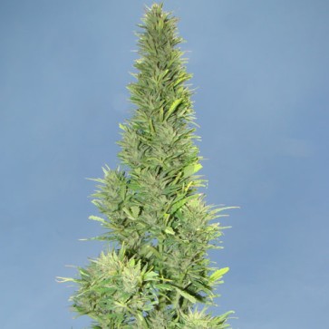 Насіння конопель Auto Durban Poison Feminised