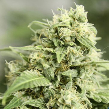 Auto StarRyder Feminised Hemp Seeds