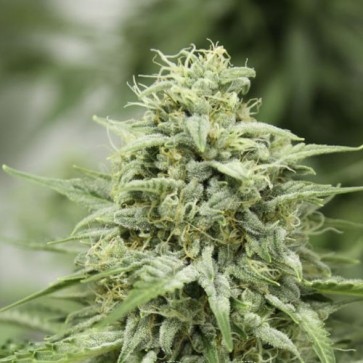 Auto StarRyder Feminised Hemp Seeds