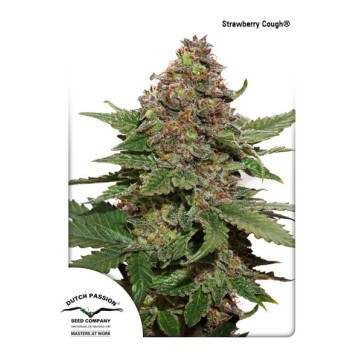 Strawberry Cough Feminised Hemp Seeds