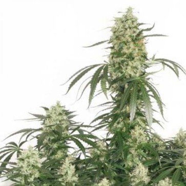 The Ultimate Feminised Hemp Seeds