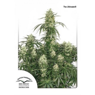 The Ultimate Feminised Hemp Seeds