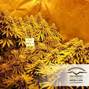 Семена конопли Think Fast Feminised