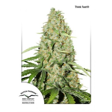 Семена конопли Think Fast Feminised