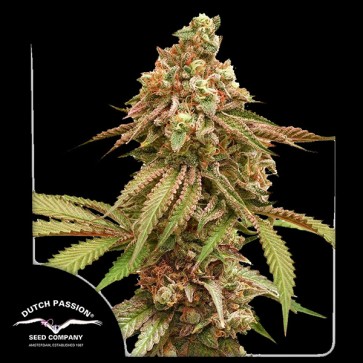 Tropical Tangie Feminised