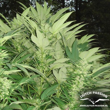 Durban Poison Feminised Hemp Seeds