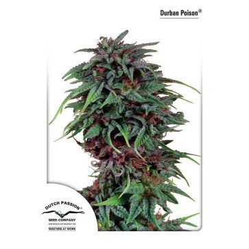 Durban Poison Feminised Hemp Seeds