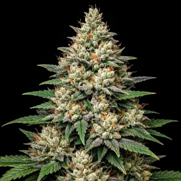 Насіння конопель Auto Alaskan Thunderfuck Feminised Gold
