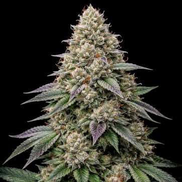 Насіння конопель Auto Alien Mintz Feminised Gold