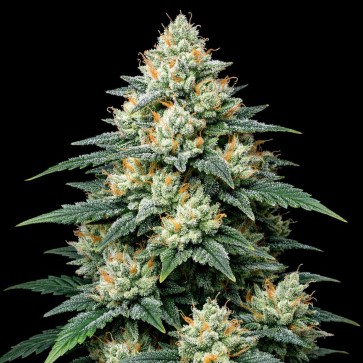 Насіння конопель Auto Alien OG Feminised Gold