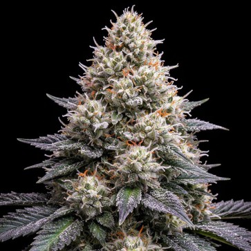 Насіння конопель Auto Animal Cookies Feminised Gold