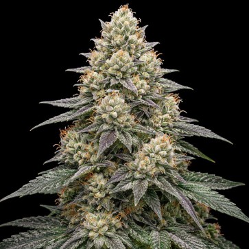 Насіння конопель Auto Animal Face Feminised Gold