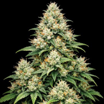 Насіння конопель Auto Apple Betty Feminised Gold