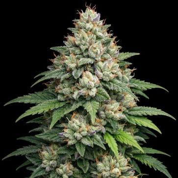 Насіння конопель Auto Apple Fritter Feminised Gold