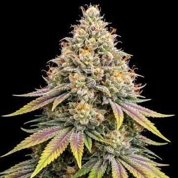 Насіння конопель Auto Apples And Bananas Feminised Gold