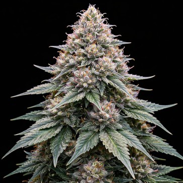 Насіння конопель Auto Blue Zushi Feminised Gold