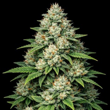 Auto Fat Bastard Feminised Gold seeds