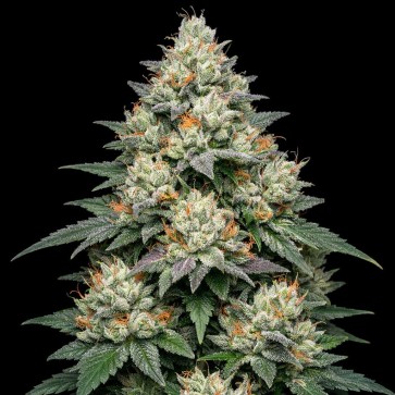 Насіння конопель Auto Gravity Apple Feminised Gold