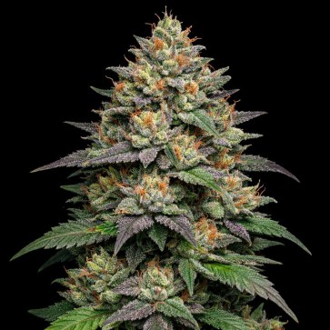 Насіння конопель Auto Jealousy Feminised Gold