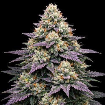 Насіння конопель Auto Jelly Donutz Feminised Gold