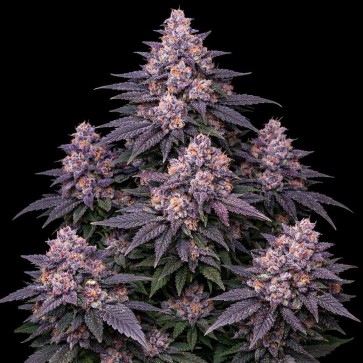 Auto London Purpz Feminised Gold seeds