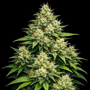 Auto Mauwi Wowie Feminised Gold seeds