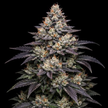 Насіння конопель Auto Moonshine Cookies Feminised Gold