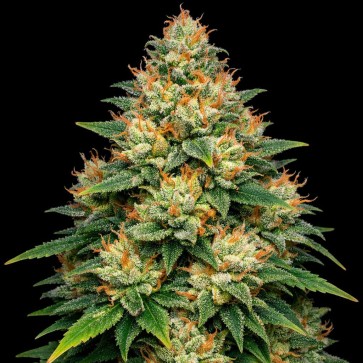 Auto Papaya Kush Feminised Gold seeds