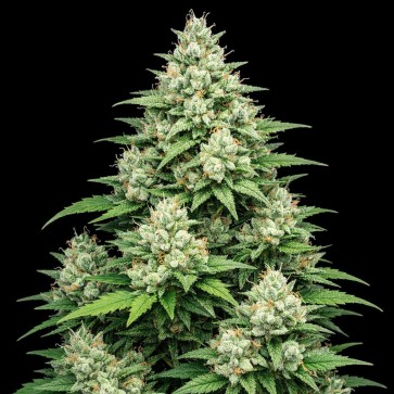 Auto Think Different Feminised Gold seeds