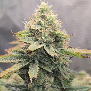 Семена конопли Auto Think Different Feminised Gold