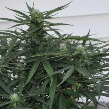 Семена конопли Auto White Dwarf Feminised Gold