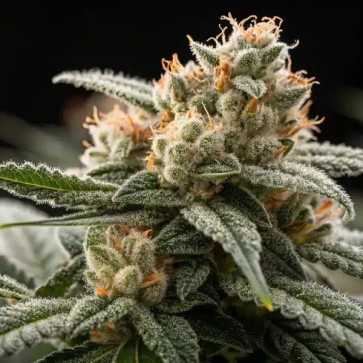 Auto CBD White Widow Feminised Gold