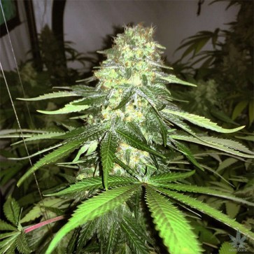 Auto CBD White Widow Feminised Gold