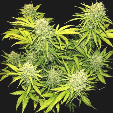 Насіння конопель Auto 60 Day Grapefruit Feminised Gold