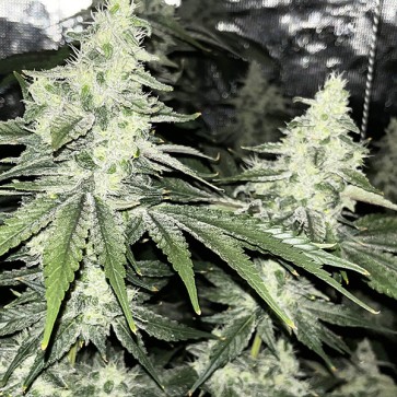 Насіння конопель Auto Alien OG Feminised Gold