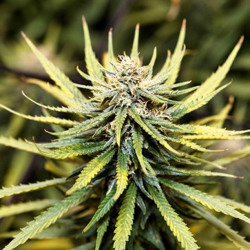 Насіння конопель Auto Animal Cookies Feminised Gold