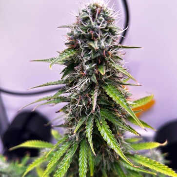Насіння конопель Auto Apple Fritter Feminised Gold