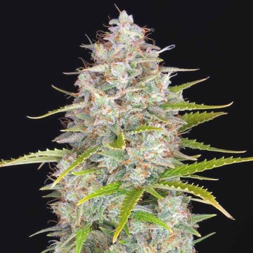 Семена конопли Auto DMT Feminised Gold