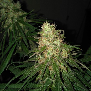 Насіння конопель Auto G13 Feminised Gold