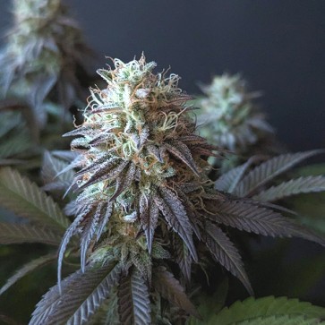 Auto Jealousy Feminised Gold seeds