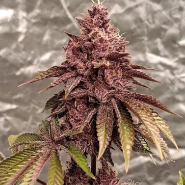 Семена конопли Auto London Purpz Feminised Gold