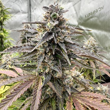 Семена конопли Auto Moonshine Cookies Feminised Gold
