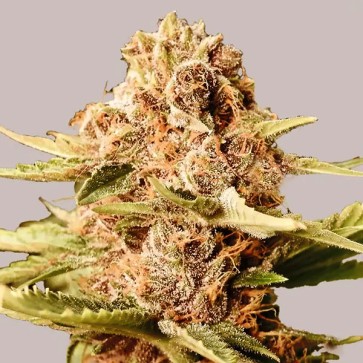 Auto Papaya Kush Feminised Gold seeds