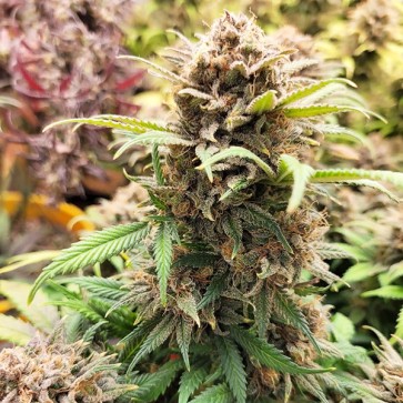 Семена конопли Auto Sleepy Joe OG Feminised Gold