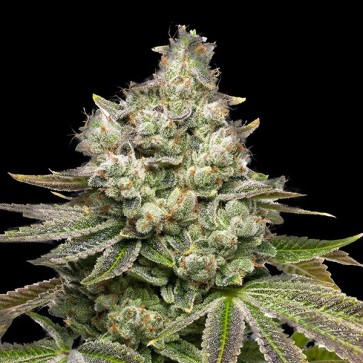 Семена конопли Auto Truffle Sundae Feminised Gold