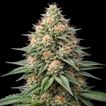 CBD Grapefruit Feminised Gold seeds