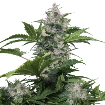 Семена конопли White Dwarf Feminised Gold